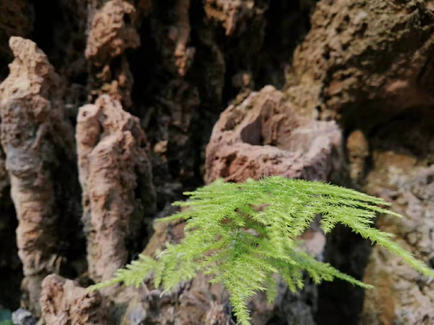 2020年11月安葬吉日