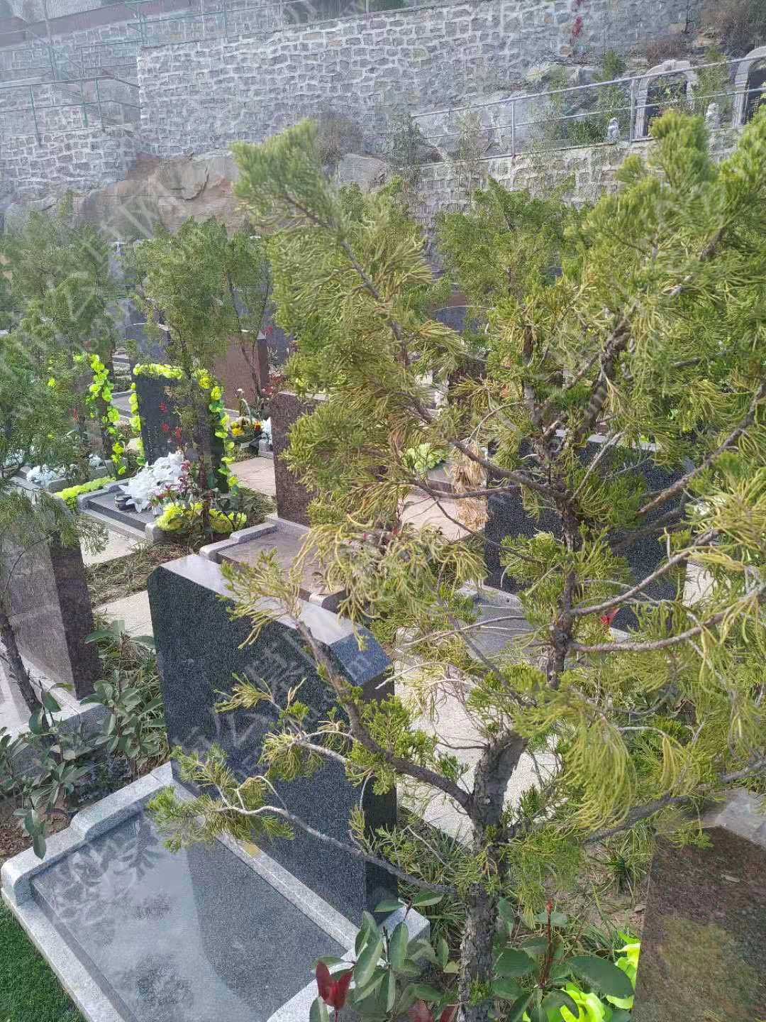 生态葬壁葬怎么样？生态葬壁葬的简要介绍