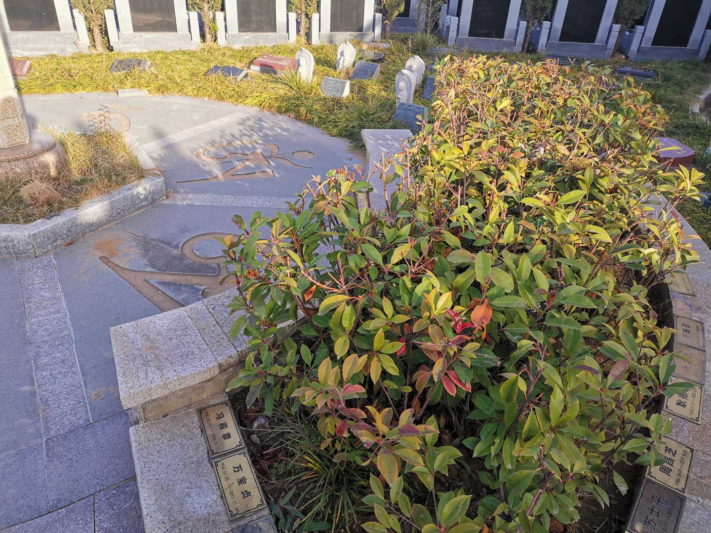 越来越多济南市民选择树葬、海葬、花坛葬