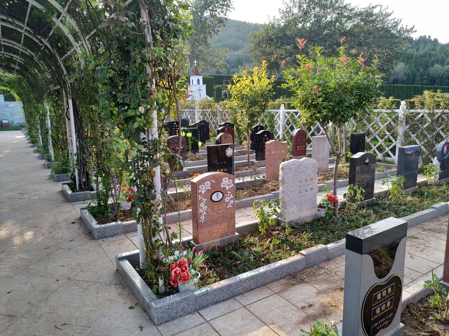 墓园适合种植的花