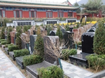 祖坟上的树什么时候砍好？时间选择与注意事项