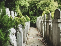 坟前植树的习俗与“三树”的文化象征