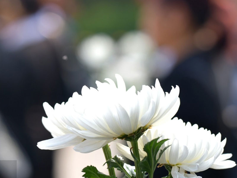 以鲜花替代焚烧