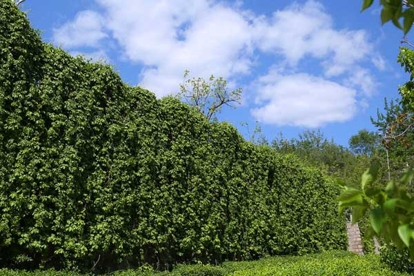 双峰山陵园购墓优惠 双峰山陵园购墓优惠